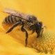 Препараты для лечения пчел, инвентарь